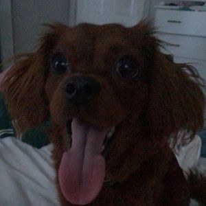 Meet your Posher, Ryan